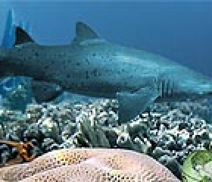 188Secrets-of-the-Deep